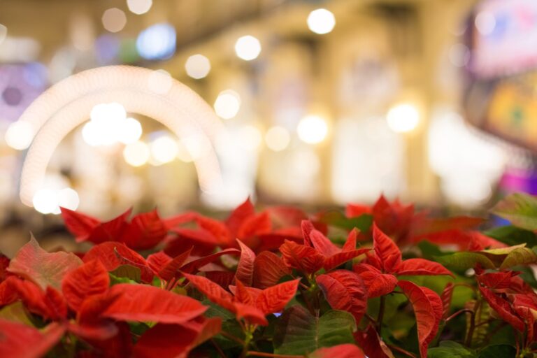 Christmas traditions in Mexico
